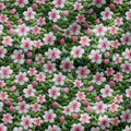 Jasmine Embroidery Fabric