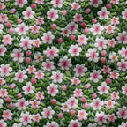 Jasmine Embroidery Fabric