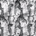 Birch Tree Bark Fabric