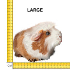 Cute Guinea Pig Iron on Fabric Heat Transfer DTF-85
